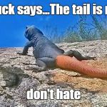 Chuckwalla wisdom | Chuck says...The tail is real don't hate | image tagged in chuck the chuckwalla says,funny | made w/ Imgflip meme maker