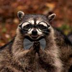 Evil Plotting Raccoon Architect meme