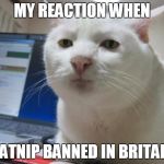 Serious Cat | MY REACTION WHEN CATNIP BANNED IN BRITAIN | image tagged in serious cat | made w/ Imgflip meme maker