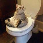 Toilet cat meme