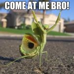 It's on! | COME AT ME BRO! | image tagged in praying mantis,insect,animals,memes,come at me bro,funny | made w/ Imgflip meme maker