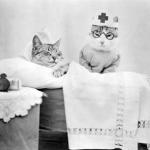 Cat Nurse