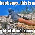 Chuckwalla wisdom | Chuck says...this is me in my be still and know pose | image tagged in chuck the chuckwalla says,funny | made w/ Imgflip meme maker