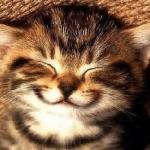 smiling kitty meme