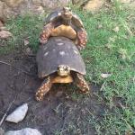 Turtle sex