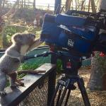 Koala Camera Operator meme