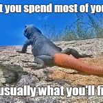 Chuckwalla wisdom | Chuck says...what you spend most of your day looking for is usually what you'll find | image tagged in chuck the chuckwalla says,wisdom,simple | made w/ Imgflip meme maker