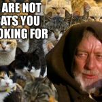 Obi Wan Catnobi | THESE ARE NOT THE CATS YOU ARE LOOKING FOR | image tagged in obi wan catnobi | made w/ Imgflip meme maker