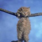 Hang in there Kitty