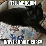 Cat, tell me again | TELL ME AGAIN WHY I SHOULD CARE!! | image tagged in cat tell me again | made w/ Imgflip meme maker