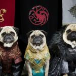 Game of Thrones Pug