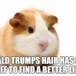 Guinea pig | DONALD TRUMPS HAIR HAS GONE OFF TO FIND A BETTER LIFE | image tagged in guinea pig | made w/ Imgflip meme maker