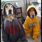 Gangsta Dogs | WE SO GANGSTA WE JOINED YOUR GRANNY | image tagged in thug dogs | made w/ Imgflip meme maker