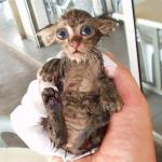 Dobby Kitten