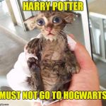 Harry Potter must not go to Hogwarts | HARRY POTTER MUST NOT GO TO HOGWARTS | image tagged in dobby kitten,memes | made w/ Imgflip meme maker