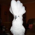 Cockatoo