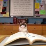 Grumpy Cat Reading
