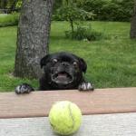 Pug Tennis Ball