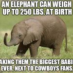 Baby elephant | AN ELEPHANT CAN WEIGH UP TO 250 LBS. AT BIRTH MAKING THEM THE BIGGEST BABIES EVER, NEXT TO COWBOYS FANS. | image tagged in baby elephant | made w/ Imgflip meme maker