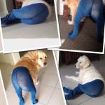Dog leggings