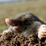 mole wat meme