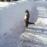Cat Snow