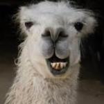 Smiling llama