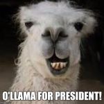 Smiling llama | O'LLAMA FOR PRESIDENT! | image tagged in smiling llama | made w/ Imgflip meme maker