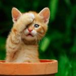 Catnip ? 