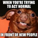 Uncomfortable dog animal  | WHEN YOU'RE TRYING TO ACT NORMAL IN FRONT OF NEW PEOPLE | image tagged in uncomfortable dog animal | made w/ Imgflip meme maker
