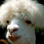 Hick Llama