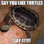 turtle meme | SAY YOU LIKE TURTLES SAY IT!!!! | image tagged in turtle meme,scumbag | made w/ Imgflip meme maker