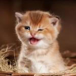 Kitten yelling