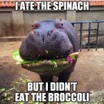 sing this to the tune of I Shot the Sheriff | I ATE THE SPINACH BUT I DIDN'T EAT THE BROCCOLI | image tagged in hippo vegan | made w/ Imgflip meme maker