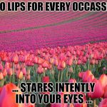Pink Tulips | TWO LIPS FOR EVERY OCCASSION ... STARES INTENTLY INTO YOUR EYES ... | image tagged in pink tulips | made w/ Imgflip meme maker