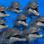 dolphins meme