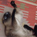 fucked cat