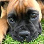 Boxer Puppy