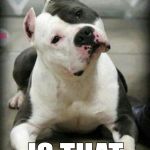 pitbull | I HEARD A WRAPPER BEING OPENED IS THAT FOR ME? | image tagged in pitbull | made w/ Imgflip meme maker