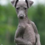 Gentleman Greyhound