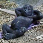 Chilled Chimp meme