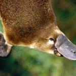 Platypus