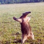 Anteater wanting to fight