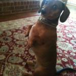 dachshund meerkat impersonation