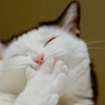 Catsmil