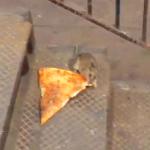 pizza rat meme