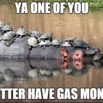 hippo | YA ONE OF YOU BETTER HAVE GAS MONEY | image tagged in hippo | made w/ Imgflip meme maker