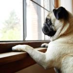 Will My Husband Ever Return From War?