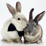 rabbits couple meme