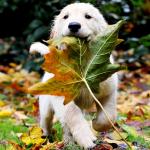 leaf puppy nature meme